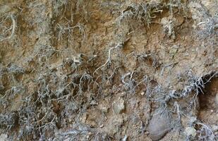 Earth section with different layers of soil, rocks and plant roots underground photo