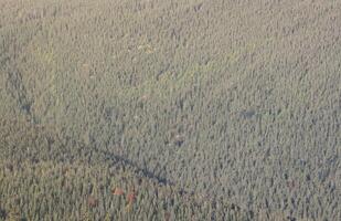 Hilly mountains terrain with fir trees and rough relief. Coniferous forest in the foreground. Tourism, travel photo