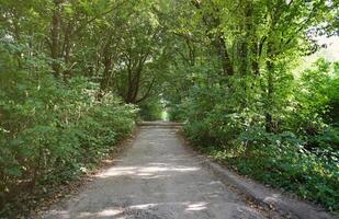 Forest road in a green forest with sun rays in sunny daytime. Green trees and bushes close to ground path photo