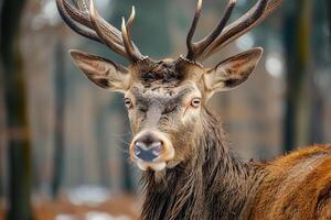 AI generated Red deer, adult male with large acid horns, World Wildlife Day photo