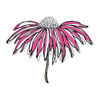 Pink Echinacea flower, hand drawn doodle stylized, Coneflower illustration on white. vector