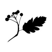 Imprint of Rowan branch with berries and leaf, silhouette in black, isolated on a white background. Design element. vector