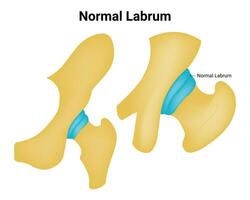 Normal Labrum Science Design Vector Illustration Diagram