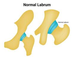 normal labrum Ciencias diseño vector ilustración diagrama