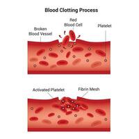 Blood Clotting Process Science Design Vector Illustration Diagram