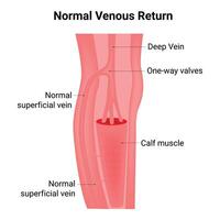 Normal Venous Return Science Design Vector Illustration Diagram