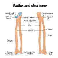 Radius and Ulna Bone Science Design Vector Illustration Diagram