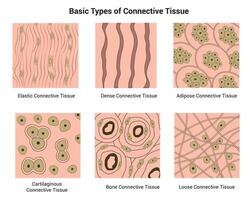 Basic Types of Connective Tissue Science Design Vector Illustration Diagram