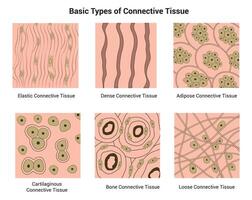 básico tipos de conectivo pañuelo de papel Ciencias diseño vector ilustración diagrama