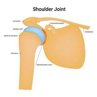 hombro articulación Ciencias diseño vector ilustración diagrama