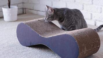 Funny domestic cat playing with cat scratcher and a snack at home video