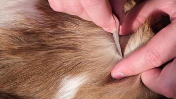 The owner applies flea and tick drops to the withers of a large dog. Animal care concept. video