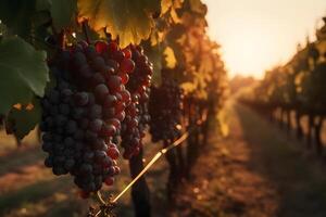 ai generado manojo de uvas en el jardín a puesta de sol. neural red ai generado foto