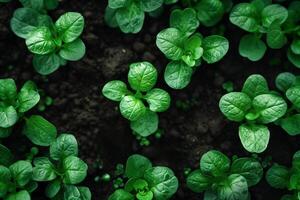 AI generated Green Seedlings in Fertile Soil   Sustainable Agriculture Concept with Copyspace photo