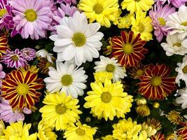 Colorful chrysanthemums background. Spring time blossom, top view close up. photo