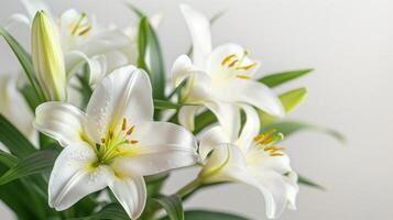 AI generated Spring White Lilies Background with Copy Space photo