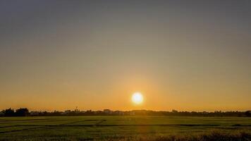 Serene Sunset Over Green Rice Fields photo