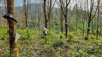 Rubber Plantation Harvest in Tropical Forest photo