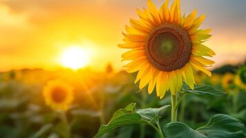 AI generated Golden Sunflower at Sunset   Growth and Beauty photo