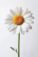 AI generated Single White Daisy Elegance   Spring Backdrop photo