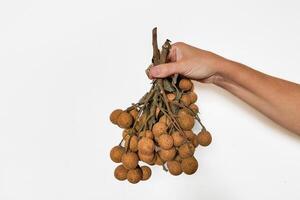 mano participación Fresco longan manojo aislado foto