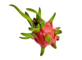 Fresh Dragon Fruit on White Copyspace photo