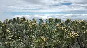 White flowers of Edelweiss Helichrysum arenarium in the mountain. photo