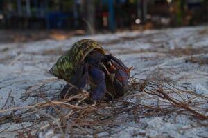 Hermit crab on the beach in karimunjawa island photo