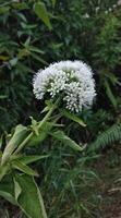 Flower of a burdock Allium giganteum photo