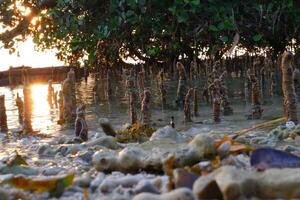 Mangrove trees in the mangrove forest photo