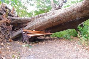 bench in the park with fallen tree in the background photo