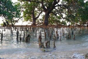 Mangrove trees in the mangrove forest photo