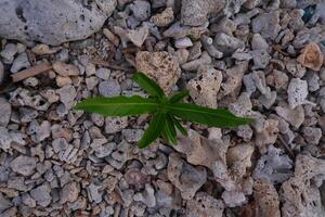 A small green plant growing out of the stones on the beach. photo