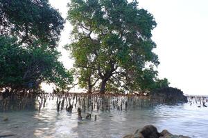 Mangrove trees in the mangrove forest photo