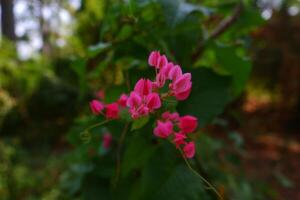 Beautiful pink flowers in the garden. Selective focus. Nature. photo