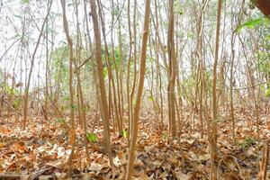 Rubber trees in the forest in the morning, photo