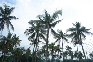 Coconut trees in the park with the sky in the background. photo