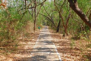 Walkway in the green forest with blue sky background photo