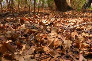 Fallen leaves on the ground in the forest. Selective focus. photo