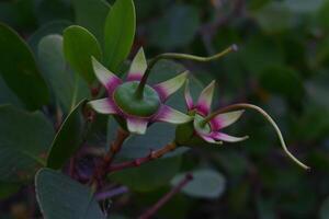 A close up shot of the flowers of a creeper plant photo