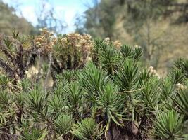 White flowers of Edelweiss Helichrysum arenarium in the mountain. photo