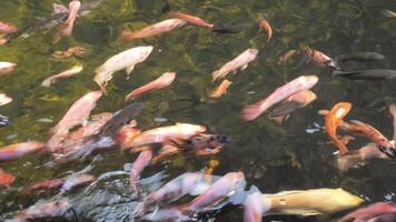 Bellissima, colorato pesce nuotare nel il stagno. video