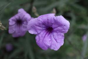 un morado púrpura flor en un vástago tomado cerca arriba con un borroso antecedentes con bokeh durante el día en un soleado día foto