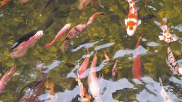 Beautiful, colorful fish swim in the pond. video