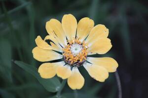 Flowers with yellow leaves and yellow crown on a background of green leaves. photo