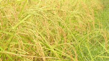 Golden ears of rice in the rice field video