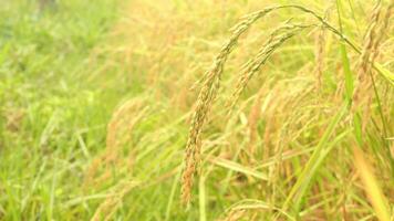 Golden ears of rice in the rice field video