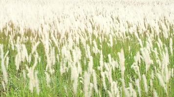 en fält av vit blommor svängande i de vind. video