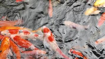 Beautiful, colorful fish swim in the pond. video