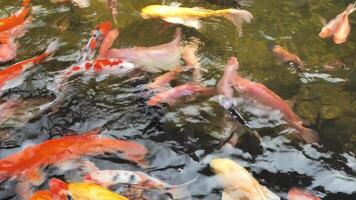 lindo, colorida peixe nadar dentro a lago. video